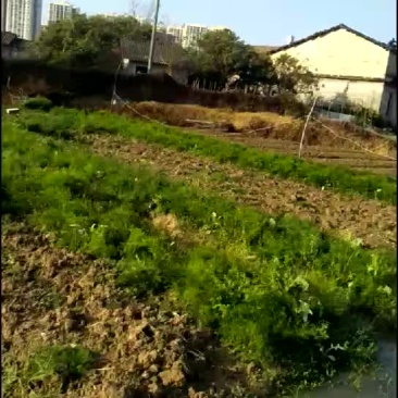 春天来了，开始起苗了。