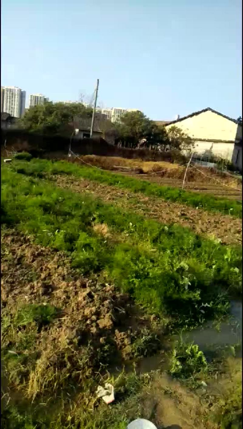 春天来了，开始起苗了。