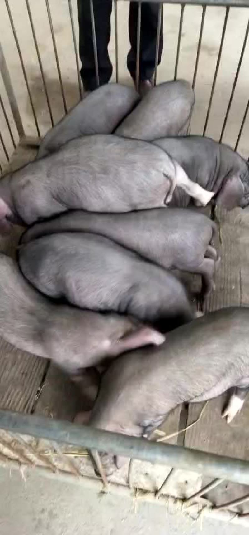 太湖母猪，苏太母猪，长太母猪