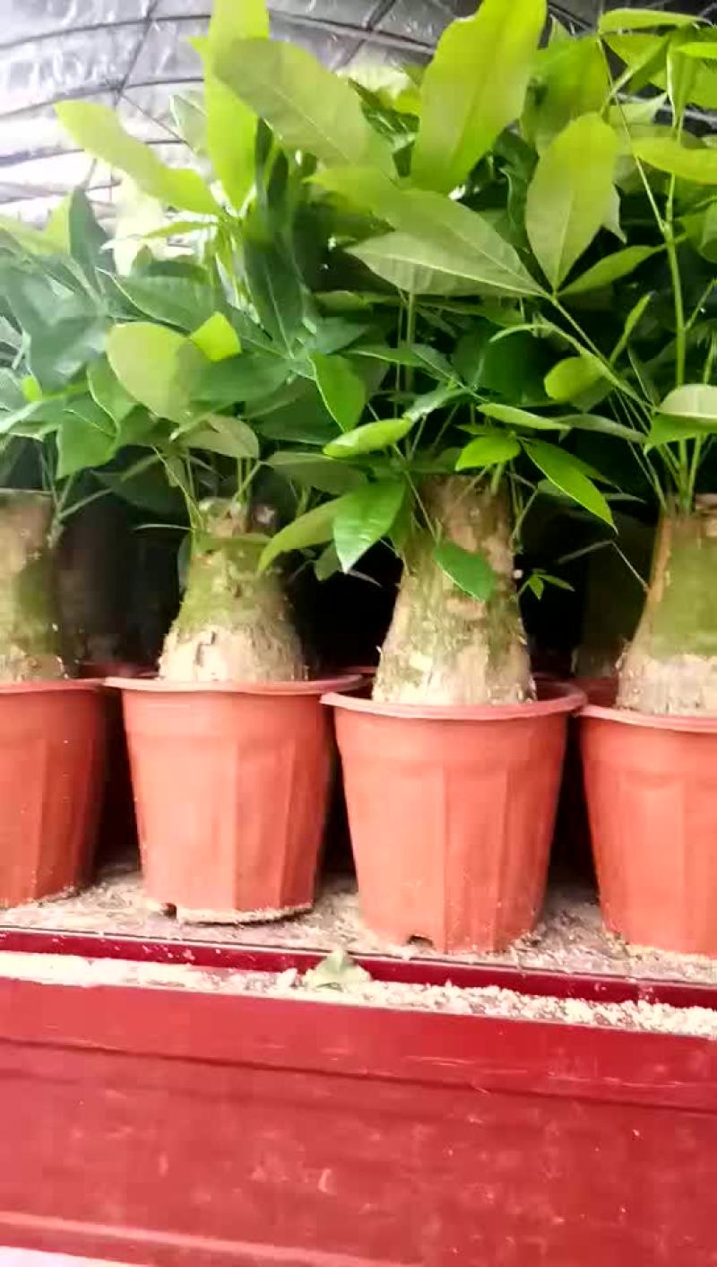 发财树280#