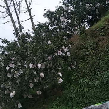 春见