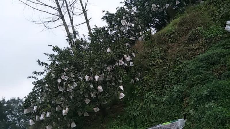 春见