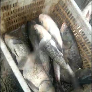 求购花鲢大头鱼，456789斤，10以上