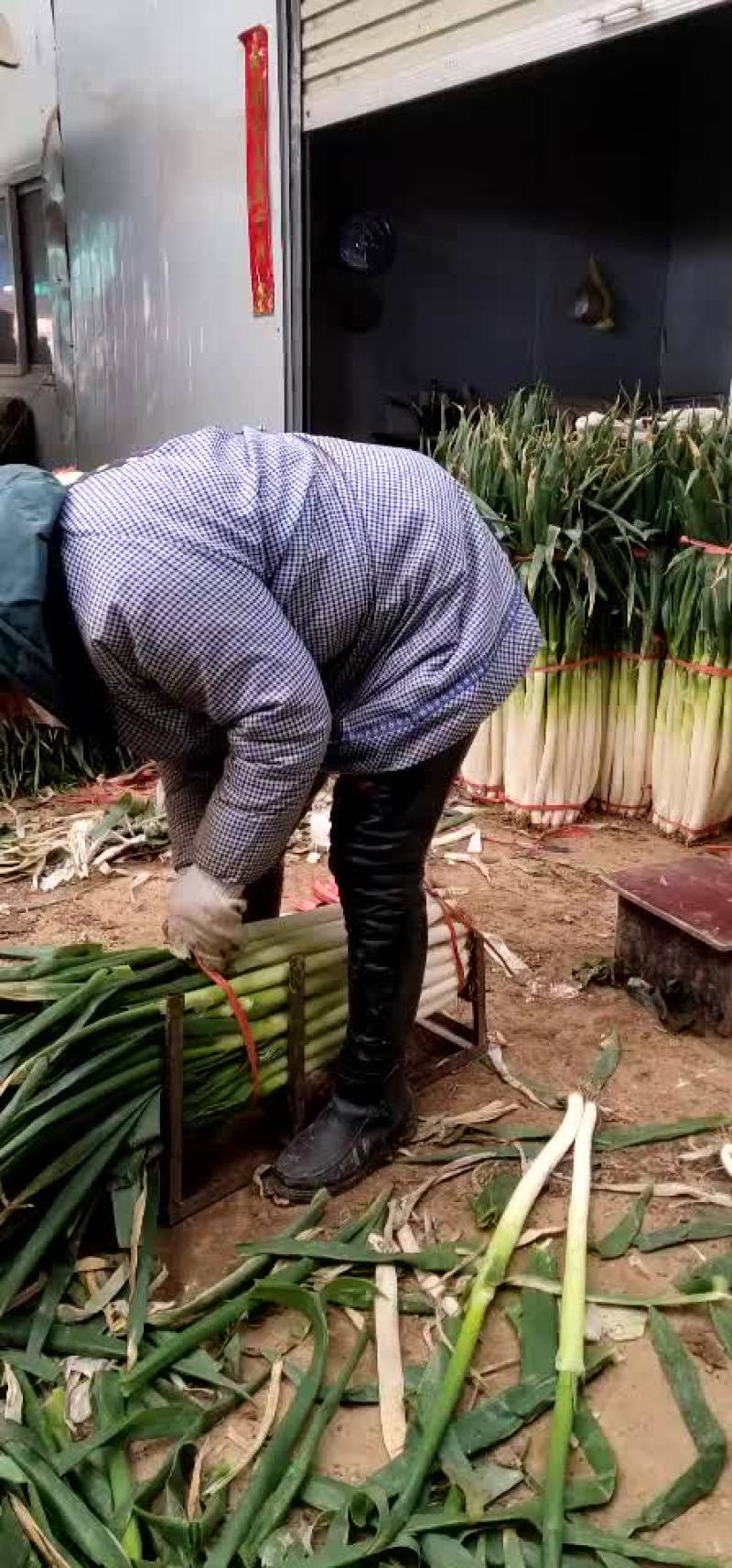 铁杆大葱净葱2cm左右30~40cm
