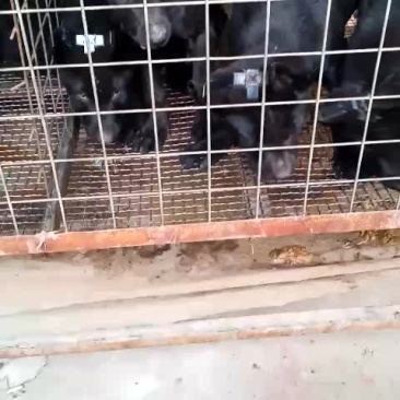 2个月黑狼
