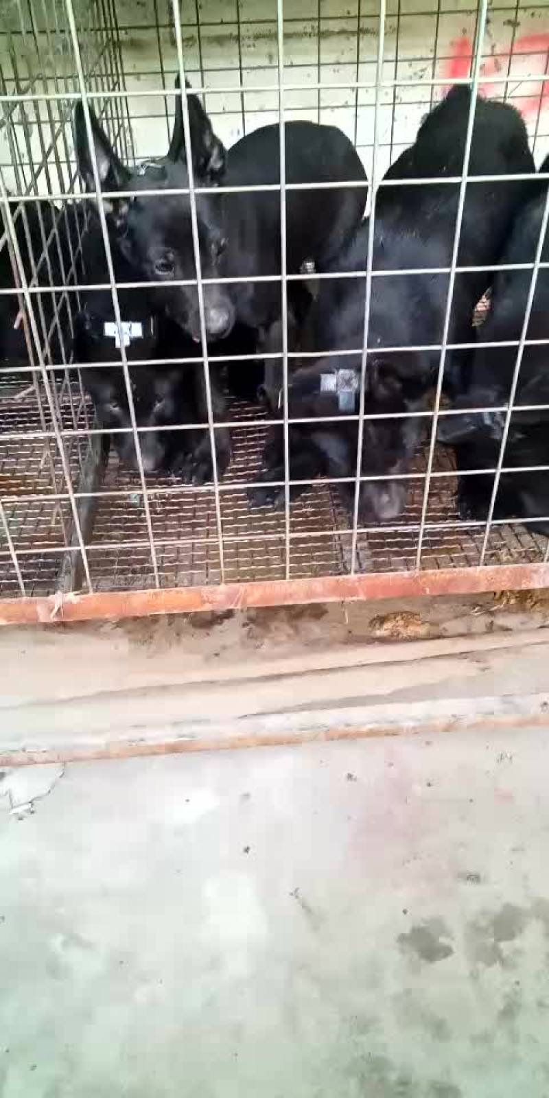 2个月黑狼