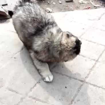 高加索