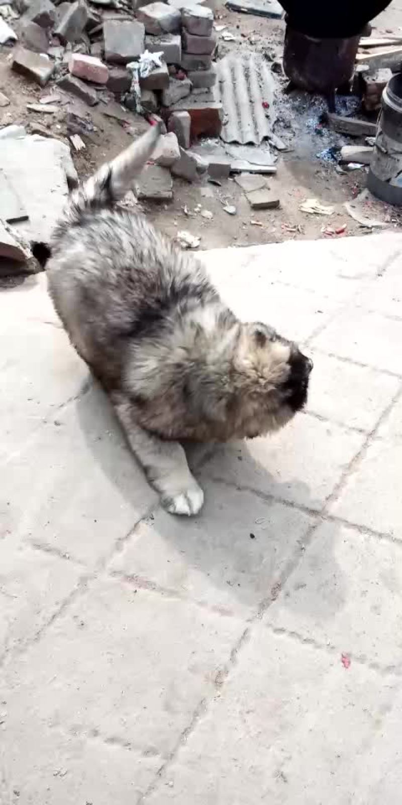 高加索
