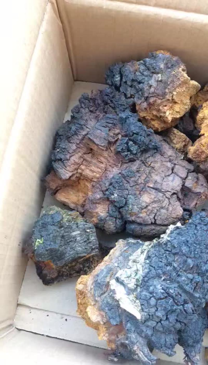 桦树茸