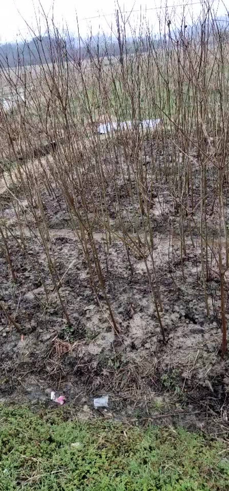 乌桕当年小苗