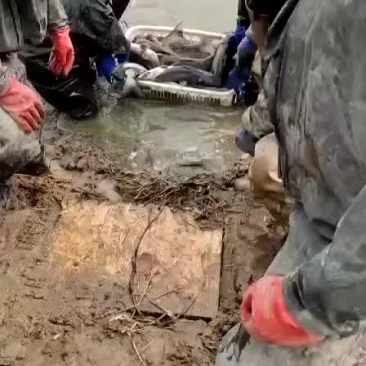 叉尾鮰成鱼出售