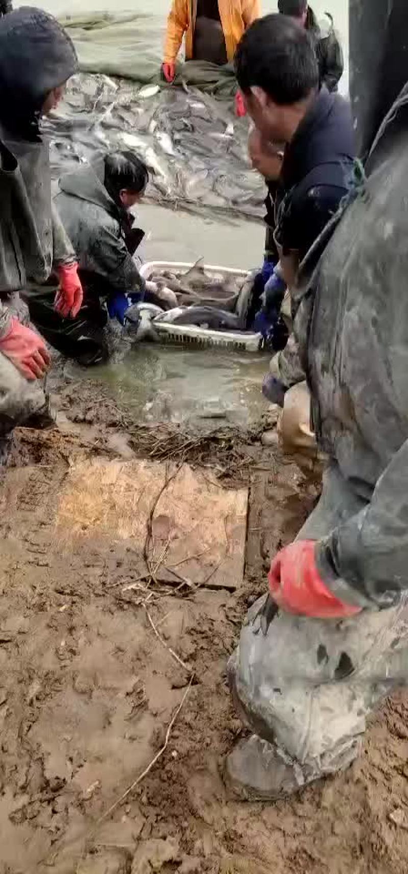 叉尾鮰成鱼出售