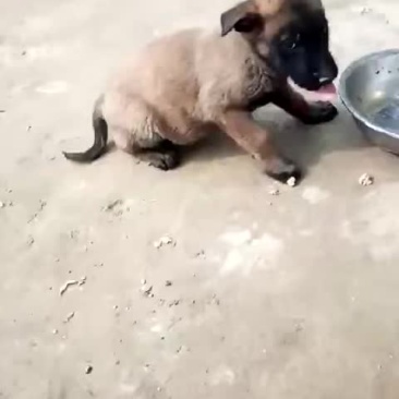 精品马犬出售
