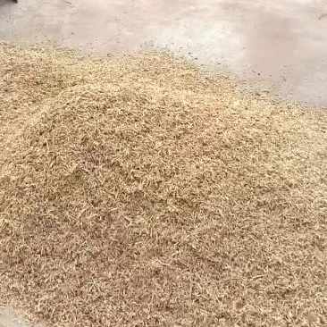 精品茅根