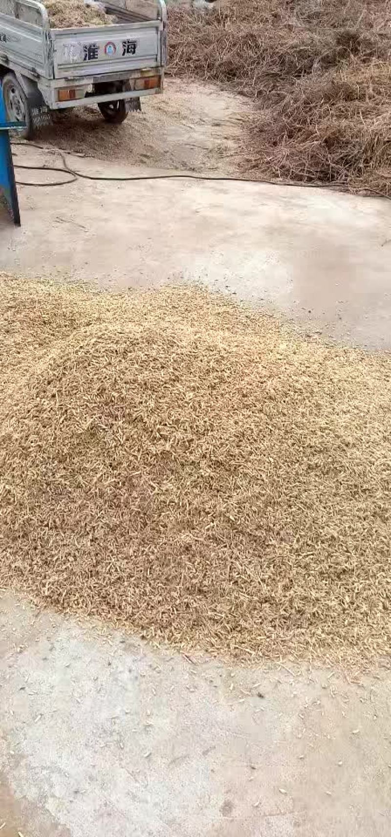 精品茅根