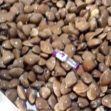 黄蚬子