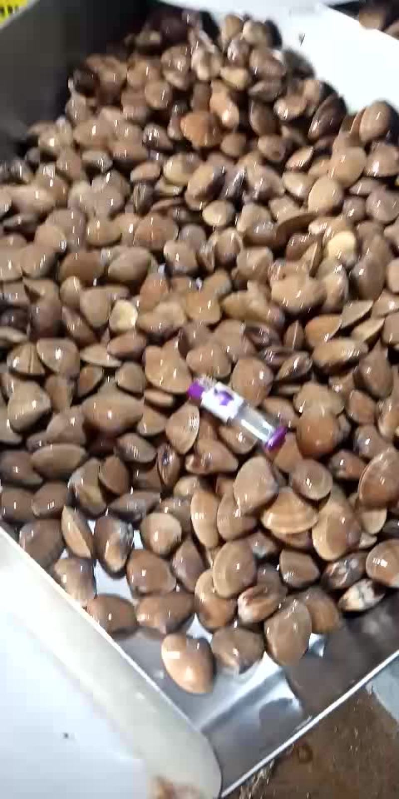 黄蚬子