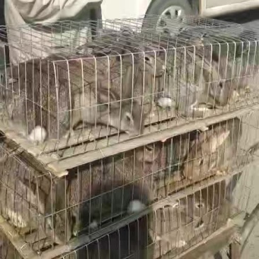 一百二十只兔子装车发货