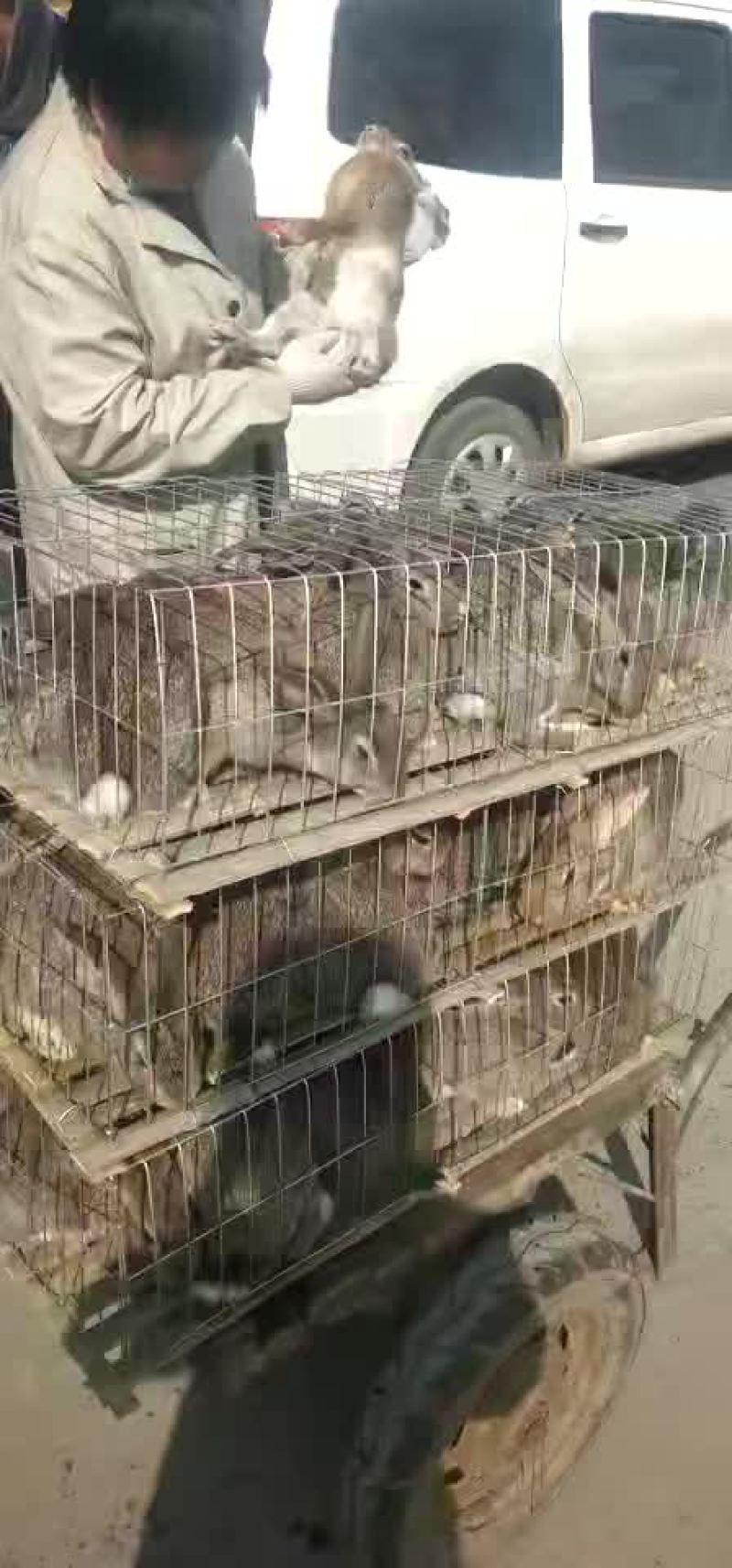 一百二十只兔子装车发货