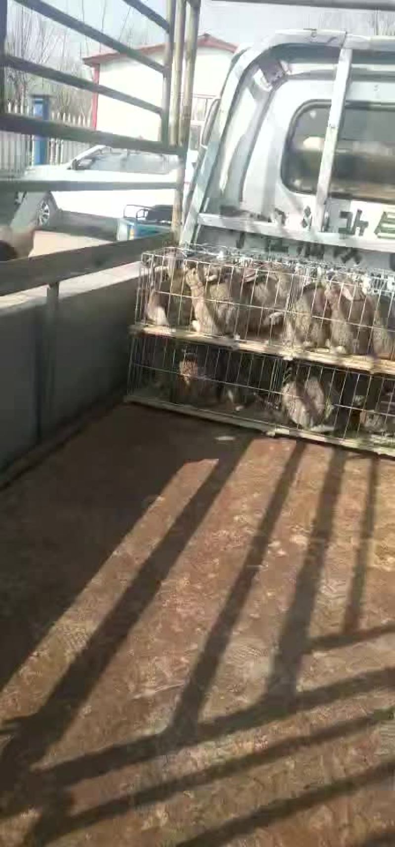 一百二十只兔子装车发货