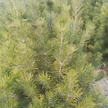白皮松2米左右的苗