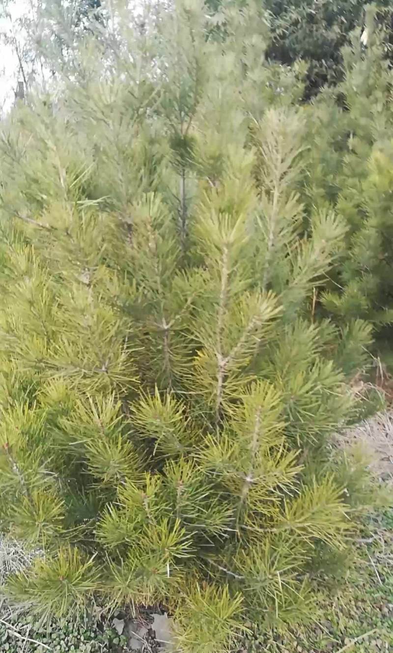 白皮松2米左右的苗