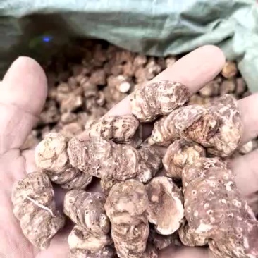 云南重楼