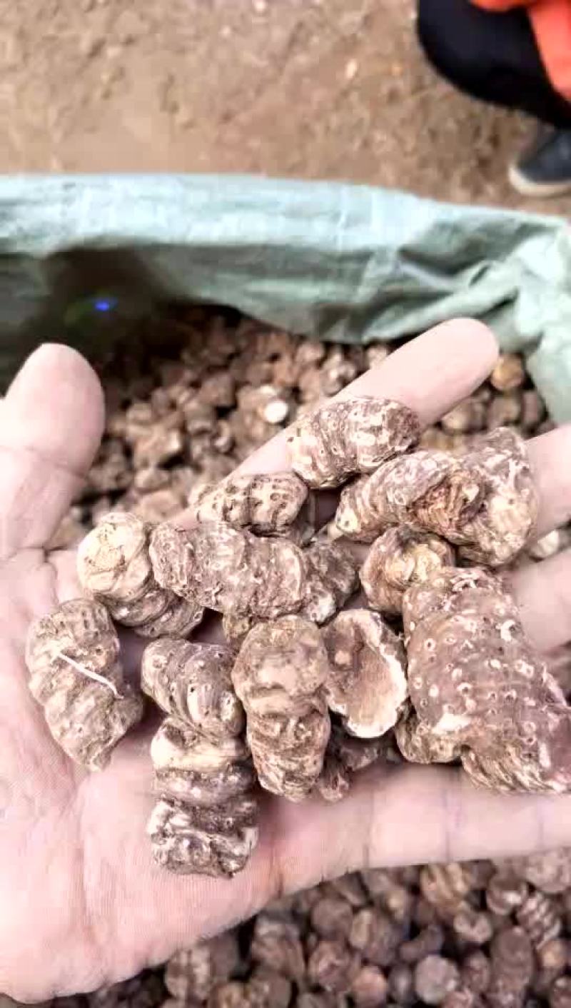 云南重楼