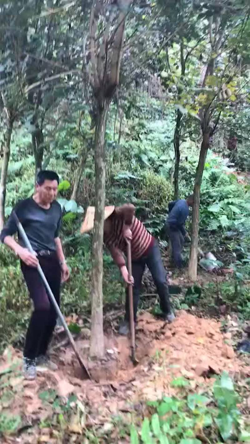 风铃木