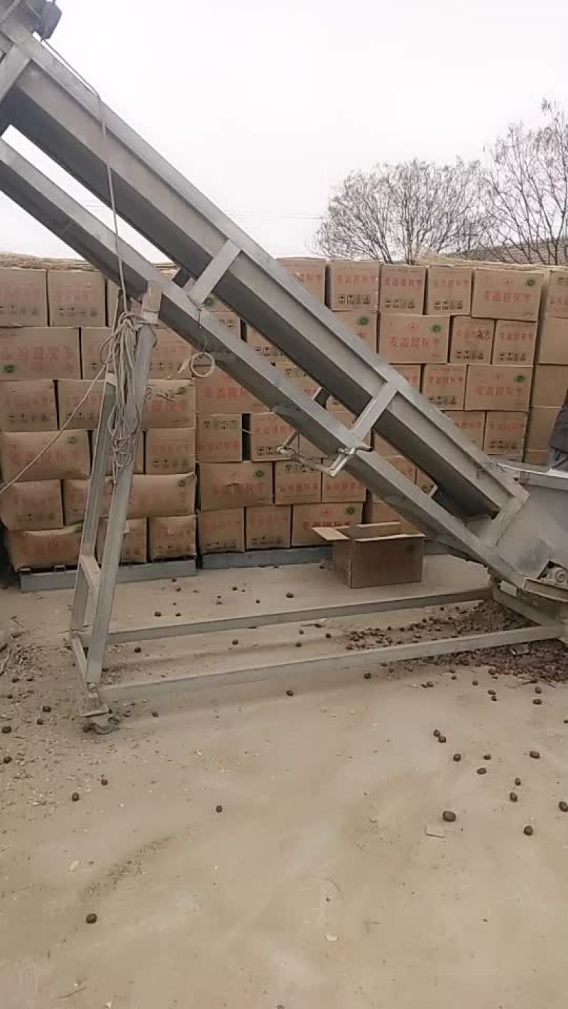 新疆灰枣加工中
