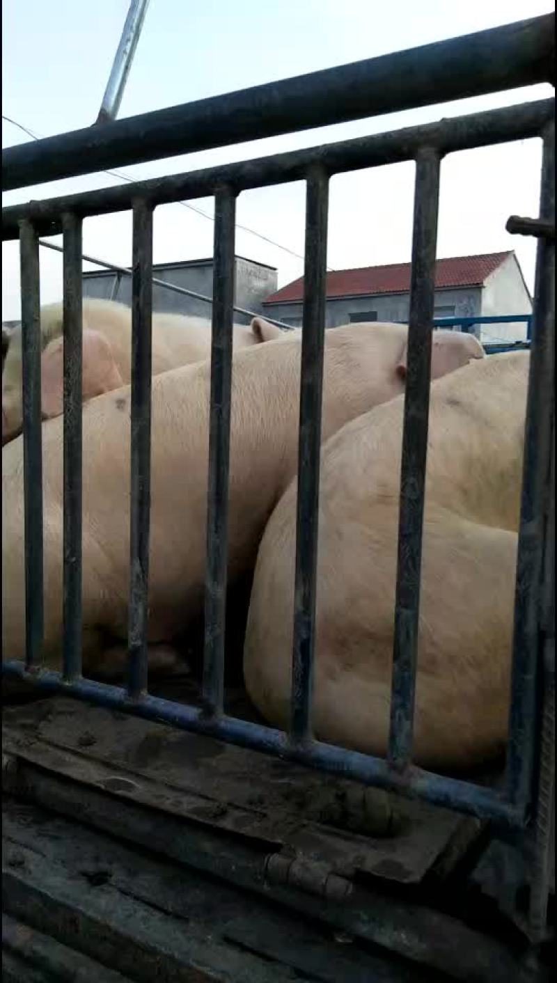 【太湖母猪】太湖母猪诚信商家一手货源