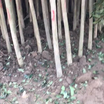大叶女贞