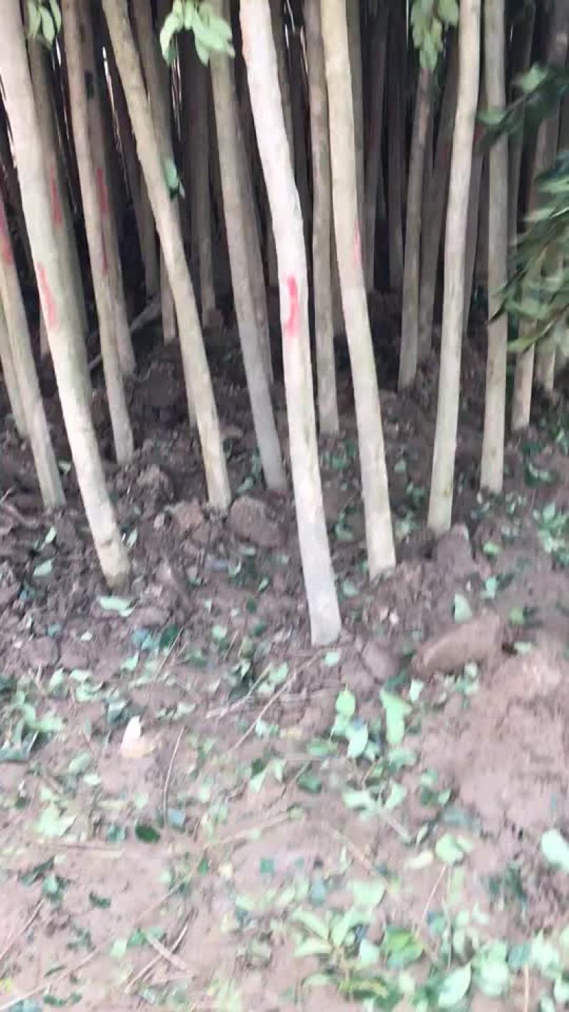 大叶女贞