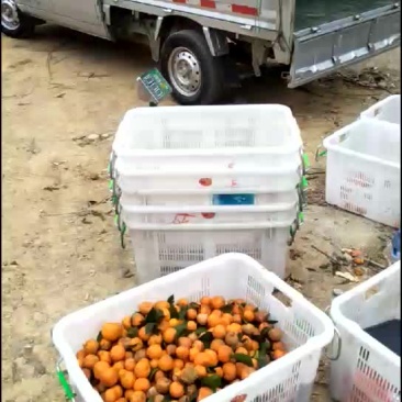 砂糖橘，