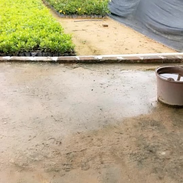 毛杜鹃