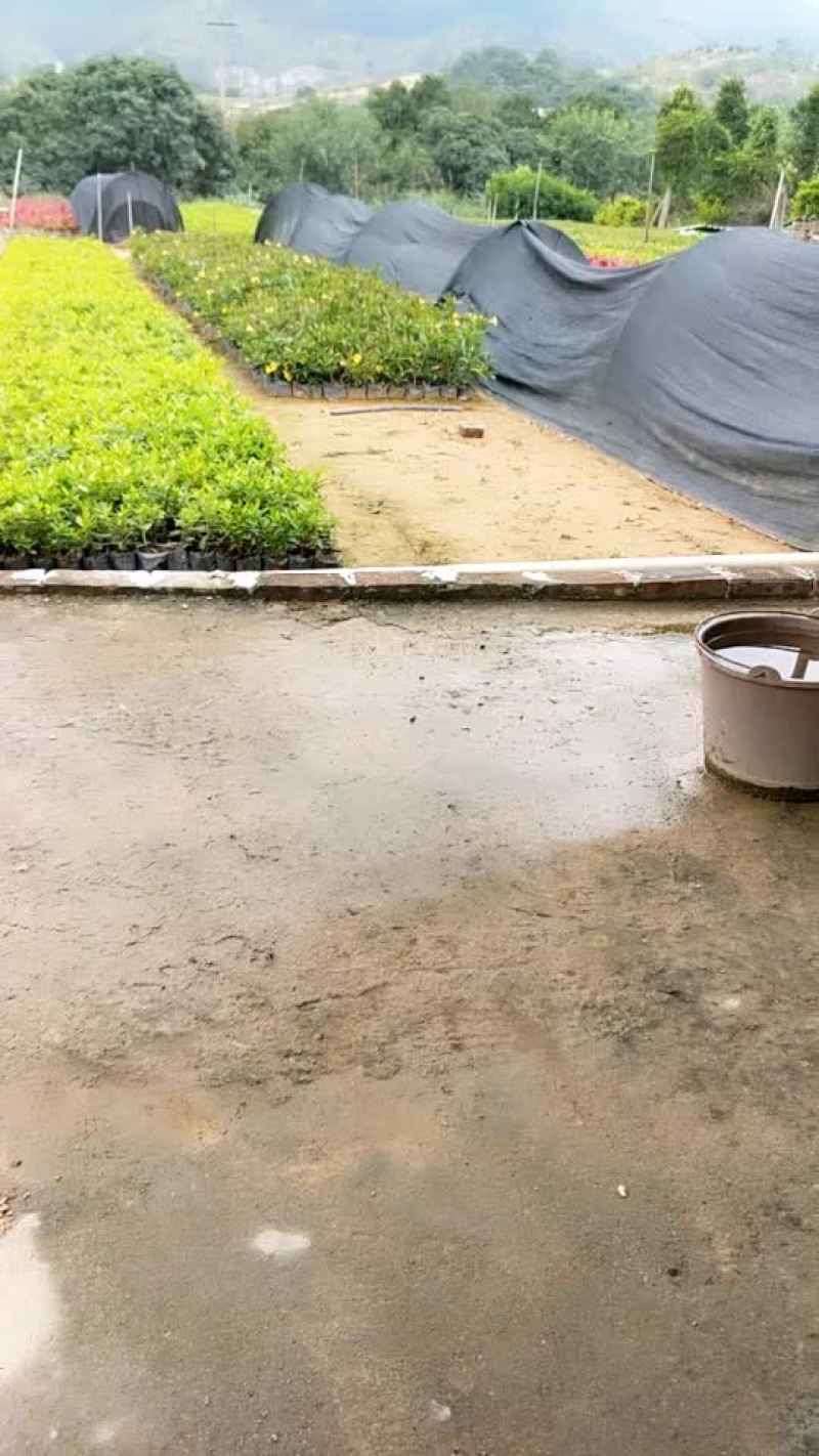毛杜鹃