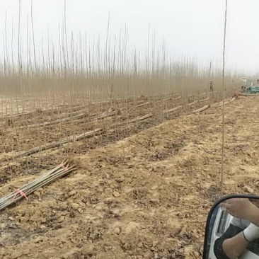 速生杨107，现刨现卖，有需要的客户抓进来电。