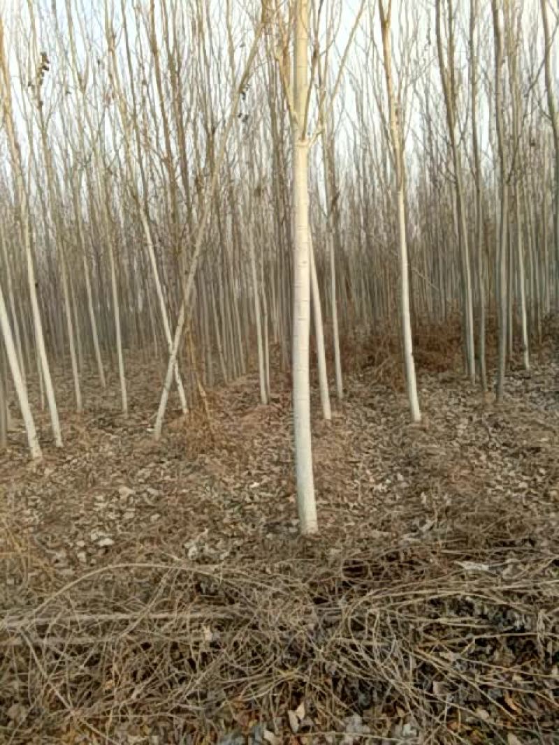 杨树