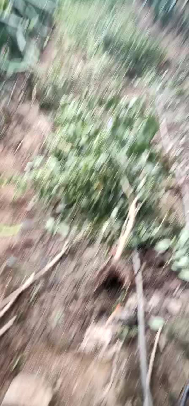 红心火果，7个棚，量大从优，有需要的联系我呀！