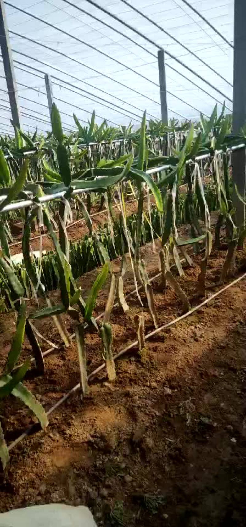 红心火果，7个棚，量大从优，有需要的联系我呀！