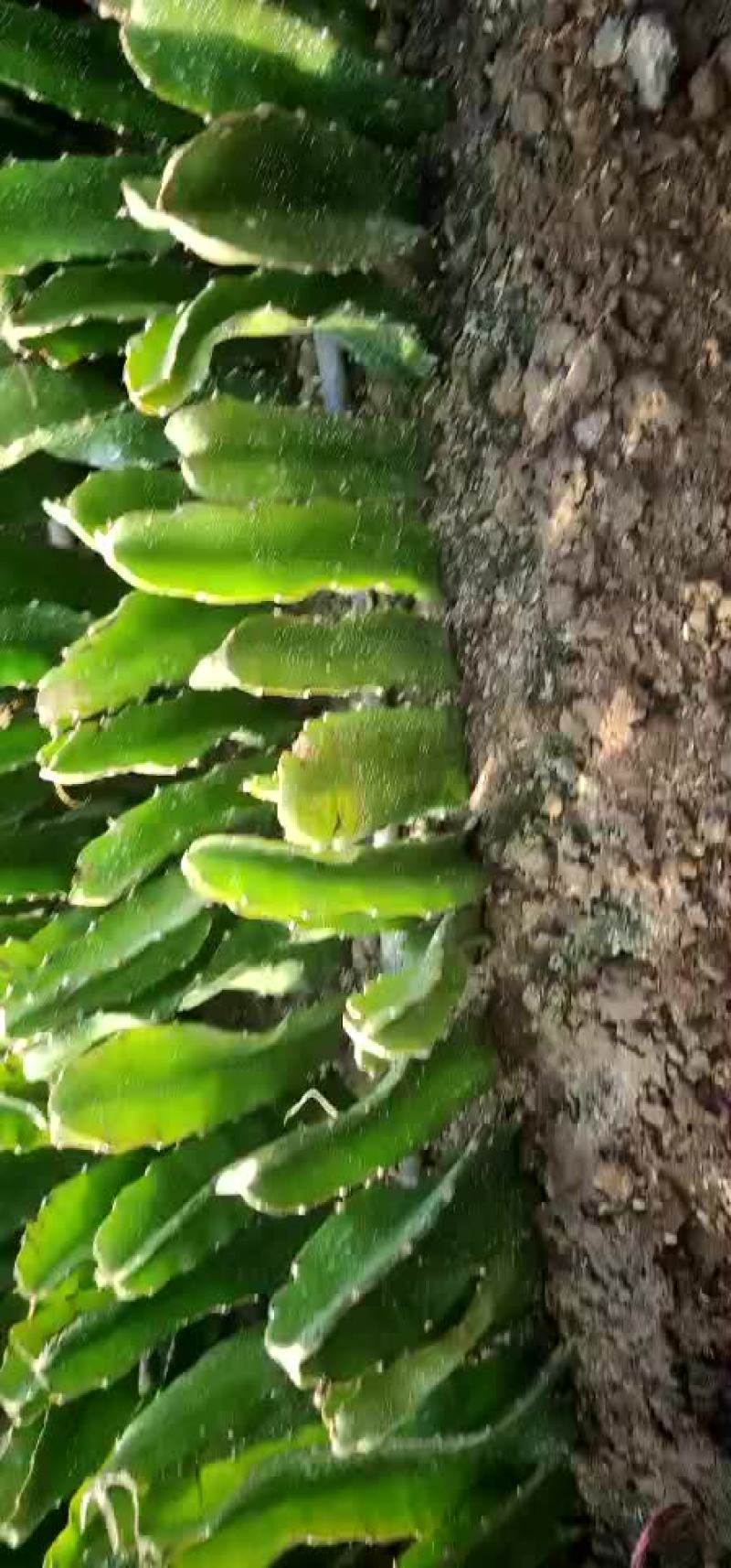 红心火果，7个棚，量大从优，有需要的联系我呀！