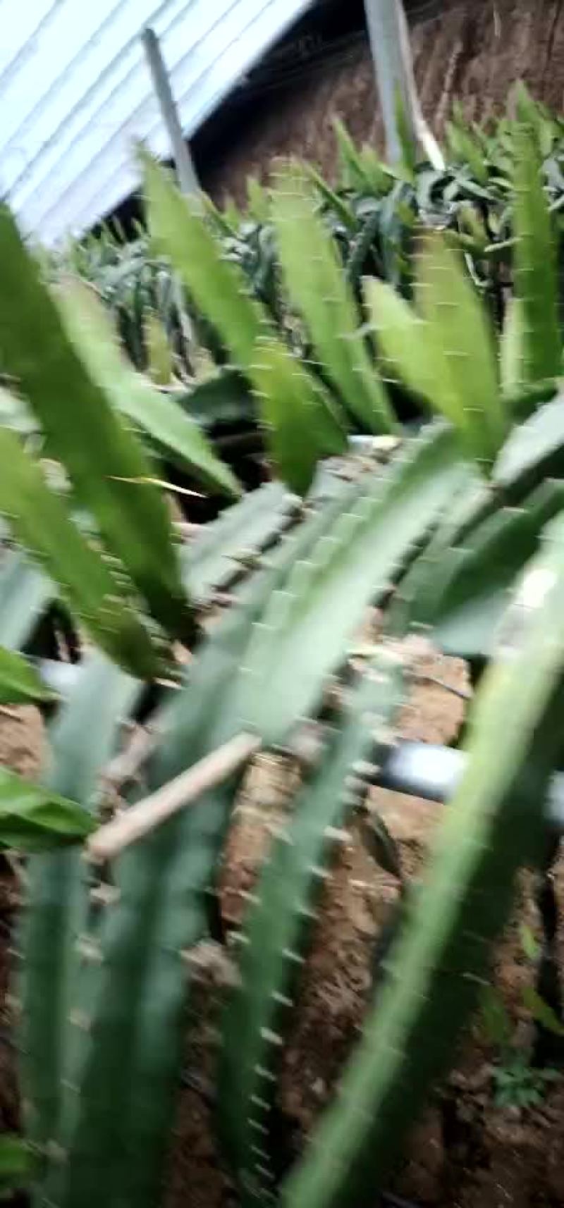 红心火果，7个棚，量大从优，有需要的联系我呀！