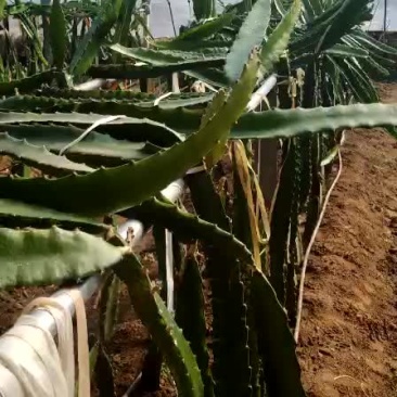 红心火果，7个棚，量大从优，有需要的联系我呀！