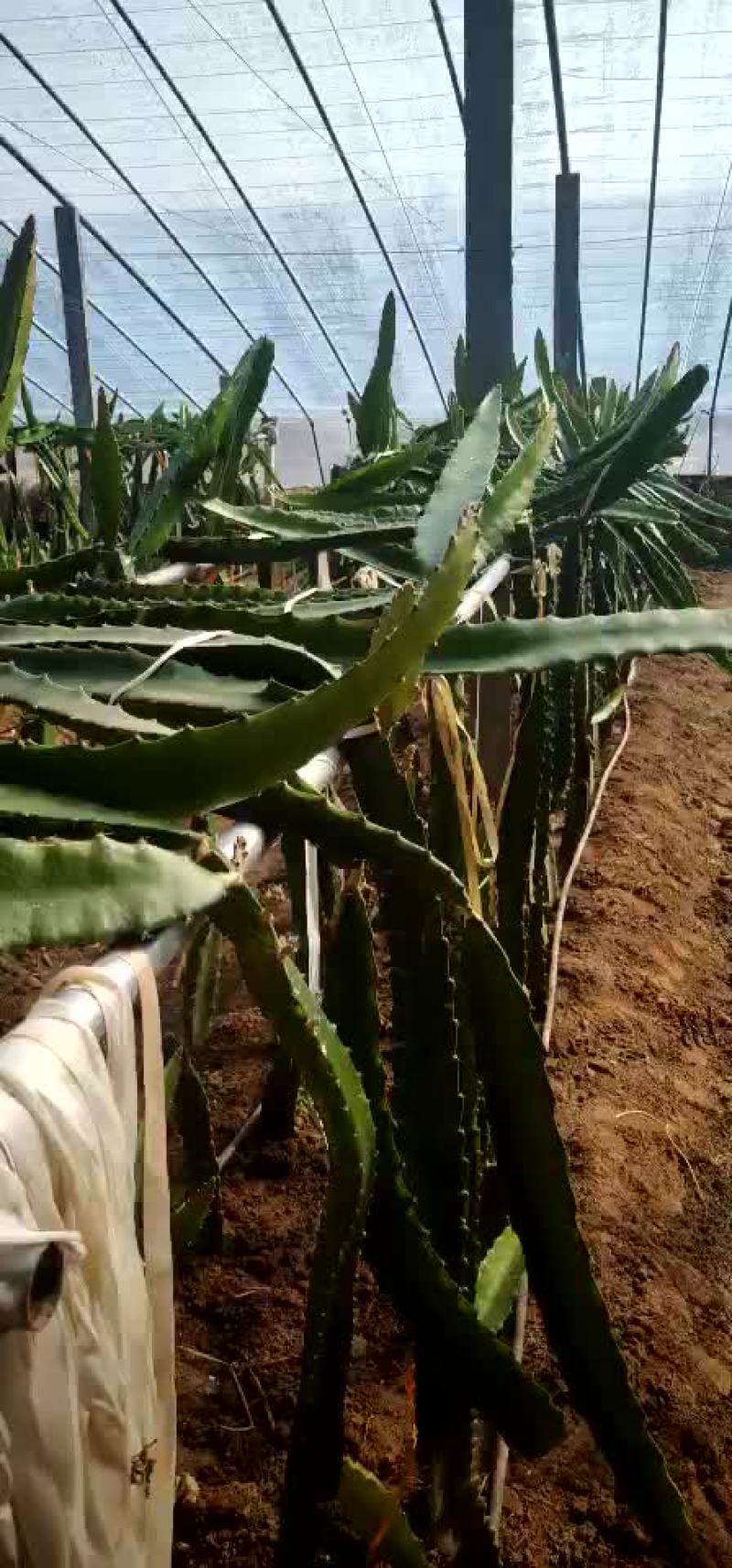 红心火果，7个棚，量大从优，有需要的联系我呀！