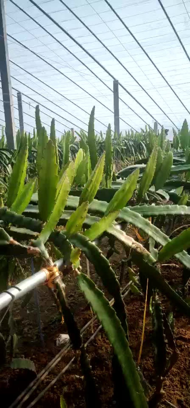 红心火果，7个棚，量大从优，有需要的联系我呀！
