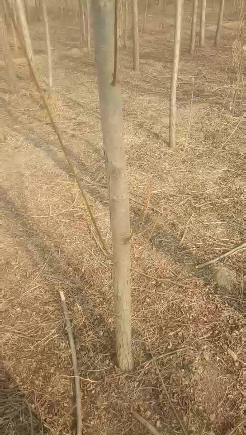 5-6公分的柳树一级货
