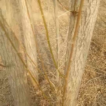 5-6公分的柳树一级货