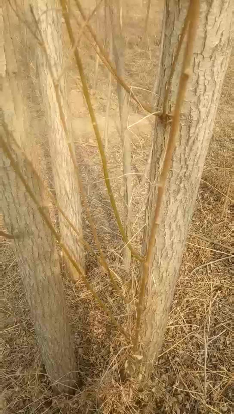 5-6公分的柳树一级货