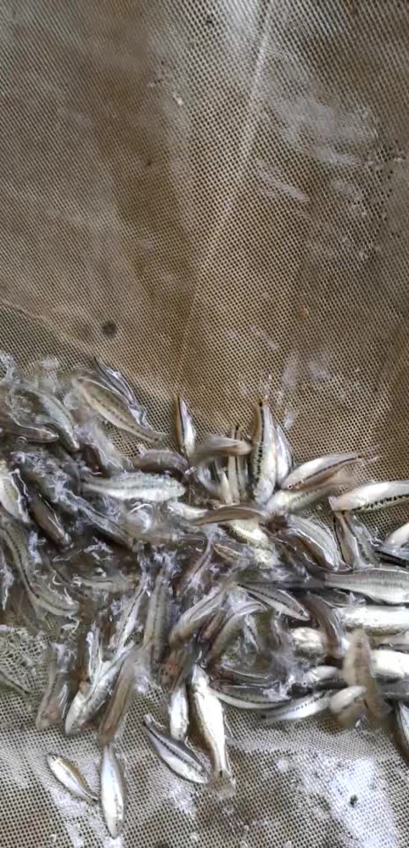 鲈鱼苗