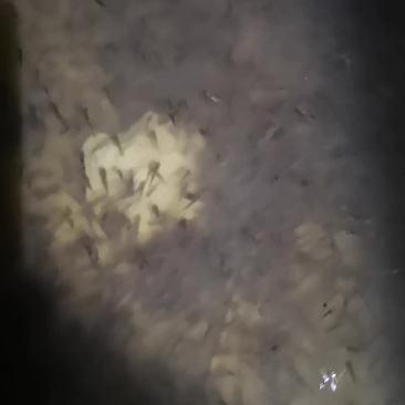 彭泽鲫鱼苗